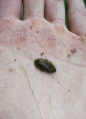 Pseudoglomeris aerea