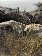 Ephedra chilensis