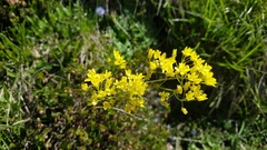 Biscutella laevigata