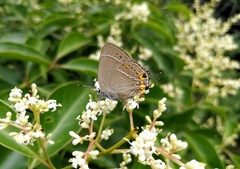 Satyrium grandis