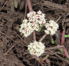 Lomatium linearifolium