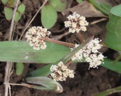 Lomatium linearifolium