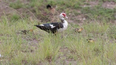Cairina moschata domestica