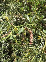 Stillingia linearifolia