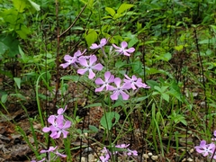 Phlox pilosa pilosa