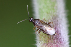 Dicyphus globulifer