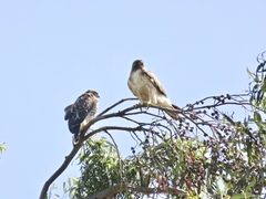 Buteo jamaicensis