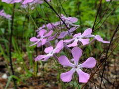 Phlox pilosa pilosa