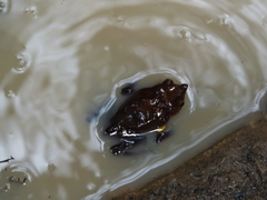 Rhinella proboscidea