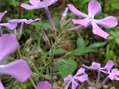 Phlox pilosa pilosa