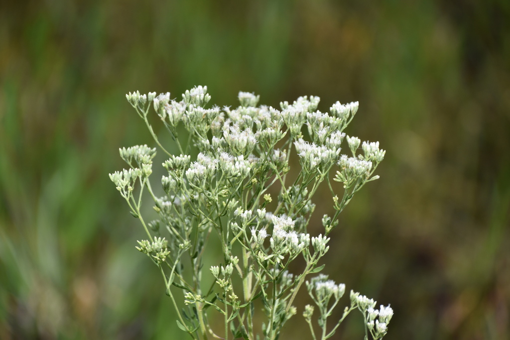 Mohr's thoroughwort