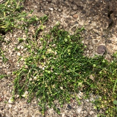 Sagina procumbens