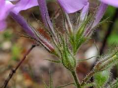 Phlox pilosa pilosa