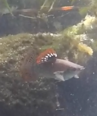 Poecilia salvatoris