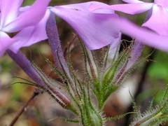 Phlox pilosa pilosa