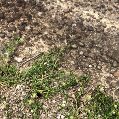Sagina procumbens