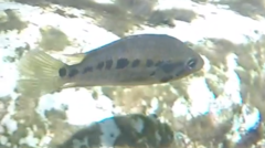 Parachromis multifasciatus