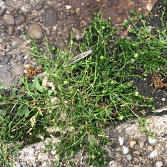 Sagina procumbens