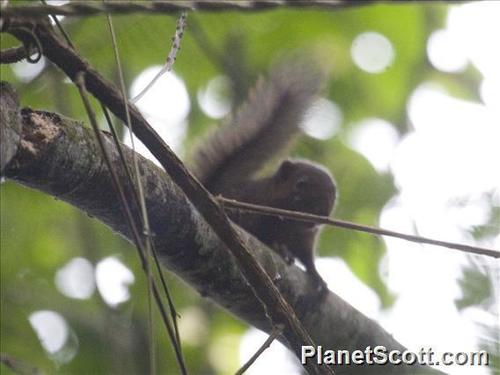 Central American Dwarf Squirrel (Colombian Mammals ) · NaturaLista Colombia