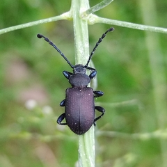 Prostenus