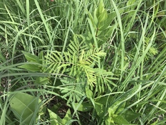 Desmanthus illinoensis