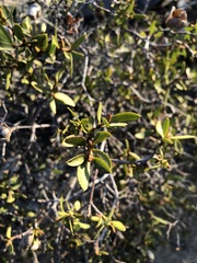 Colliguaja odorifera