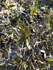 Colliguaja odorifera