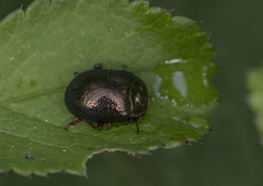 Chrysolina bankii
