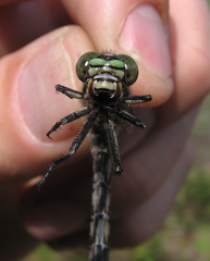 Ophiogomphus colubrinus