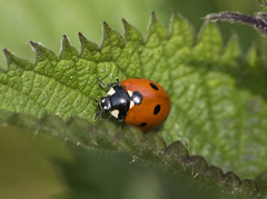 Coccinella septempunctata