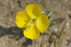 Camissonia kernensis