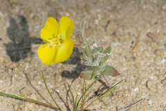 Camissonia kernensis