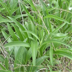 Echinacea angustifolia
