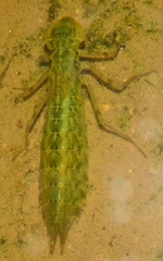 Anax imperator