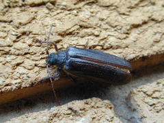 Tragosoma harrisii