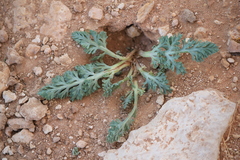 Vesper purpurascens