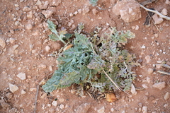 Vesper purpurascens