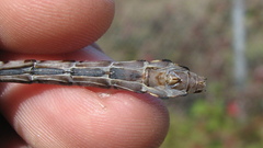 Ophiogomphus colubrinus