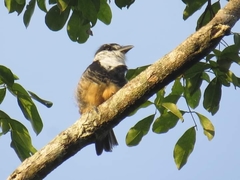 Notharchus swainsoni