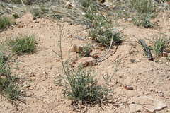 Sphaeralcea leptophylla