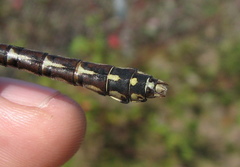 Ophiogomphus colubrinus