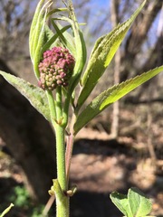 Sambucus racemosa