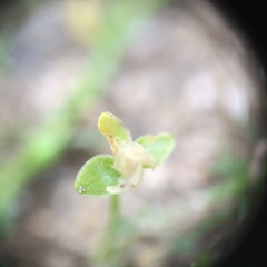 Sagina procumbens