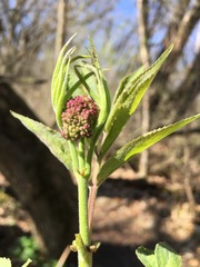 Sambucus racemosa