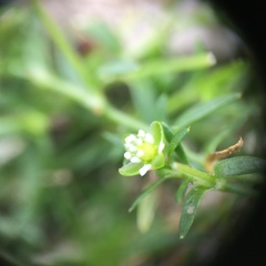 Sagina procumbens