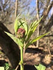 Sambucus racemosa
