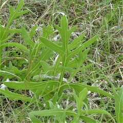 Silphium albiflorum