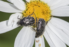 Oxythyrea funesta