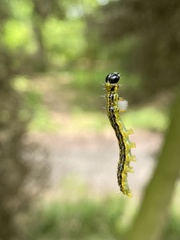 Cydalima perspectalis