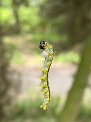 Cydalima perspectalis